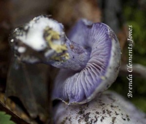 Viscid Violet Cortinarius -- Gill View