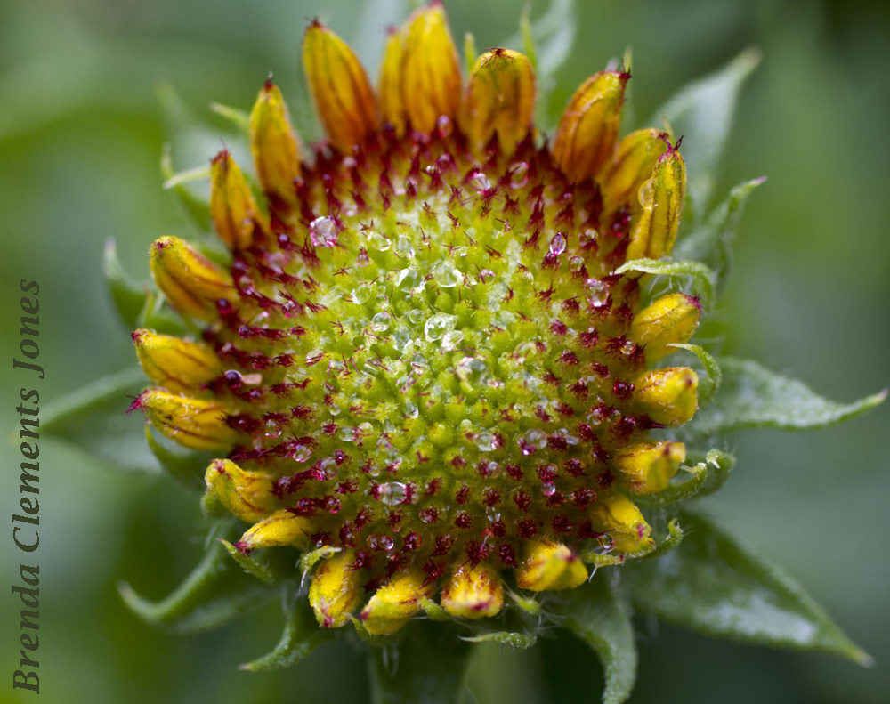 Gaillardia