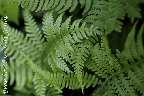 Ferns, Wonderful Ferns!