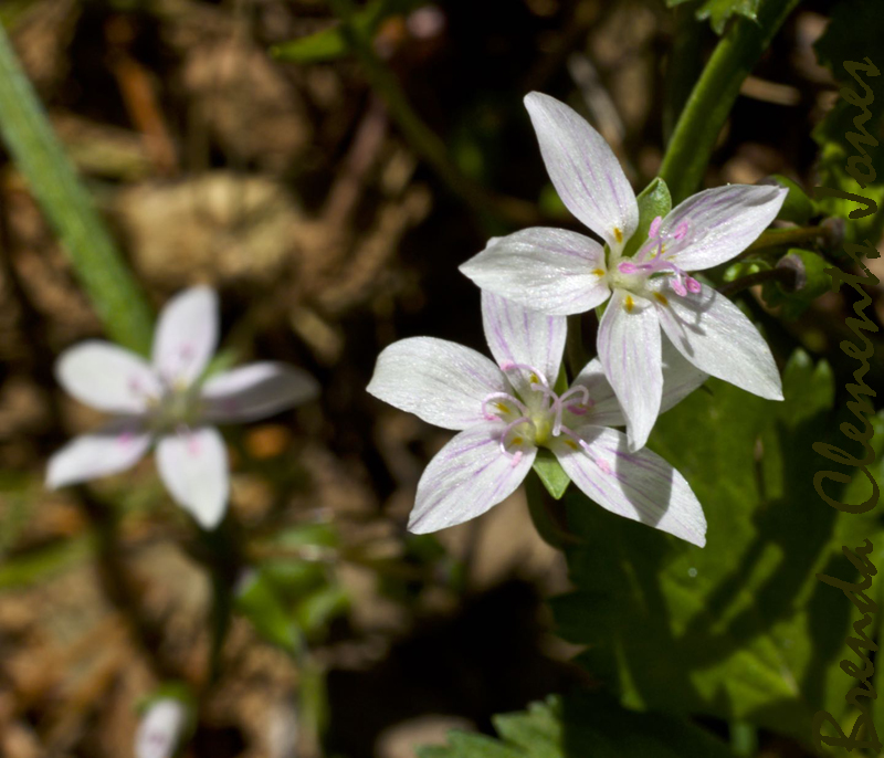 Ants That Are Farmers