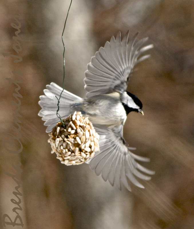 Red-breasted Nuthatch and Chickadee Compared