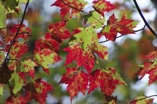 Red Maple Common Beauty
