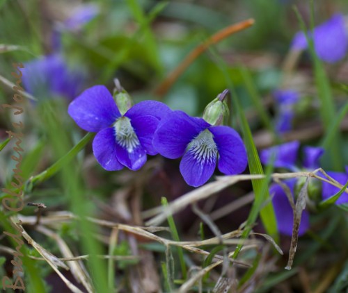 Seeds Planted by Ants