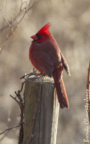 At The Watering Hole