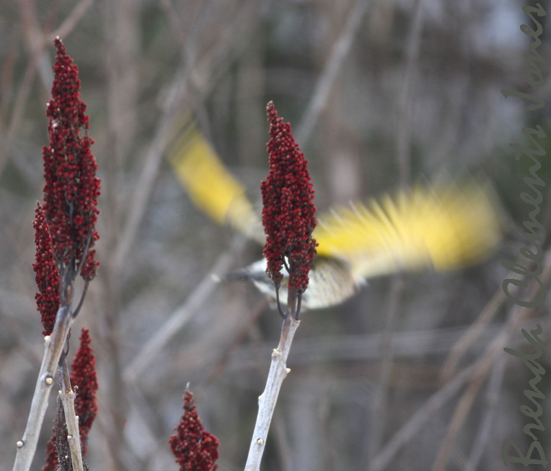 Northern Flicker