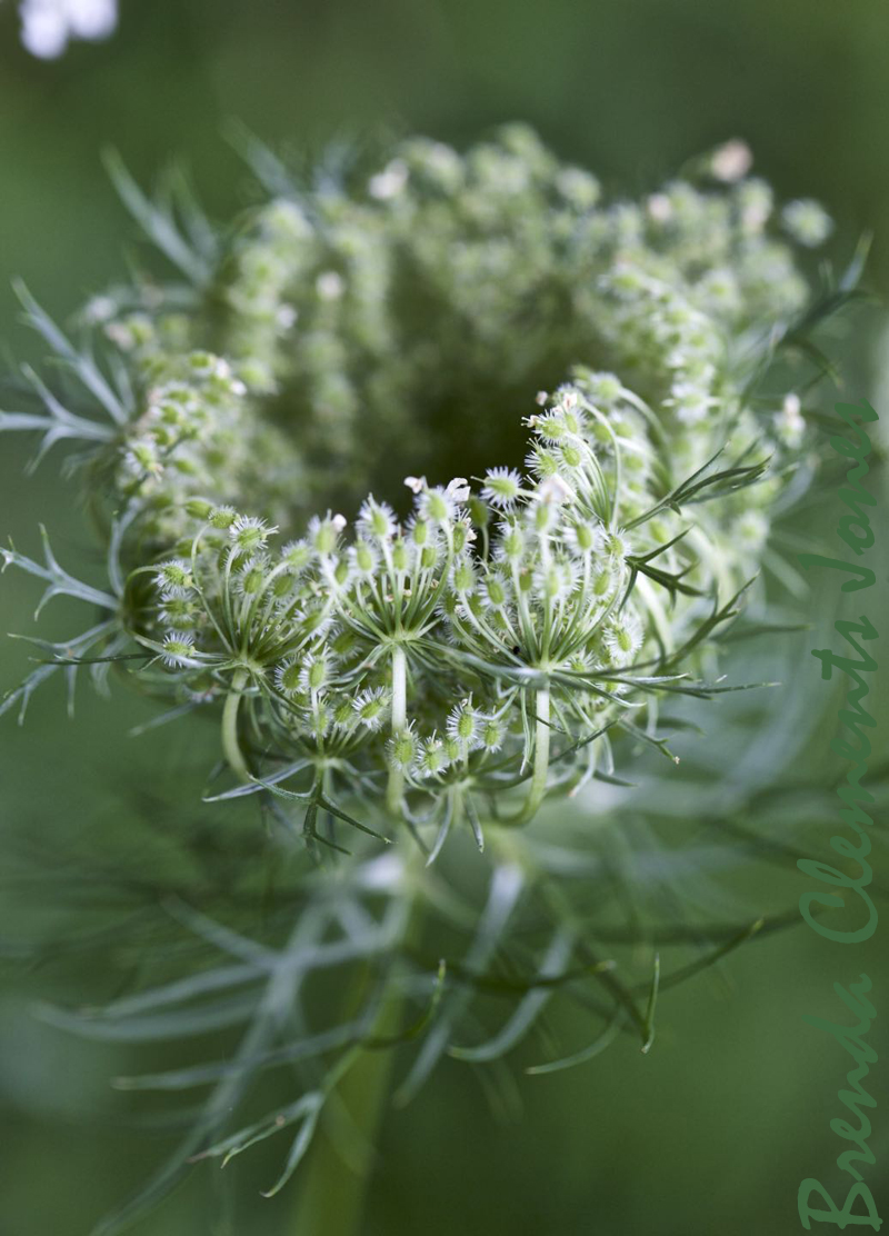 Queen Anne’s Lace
