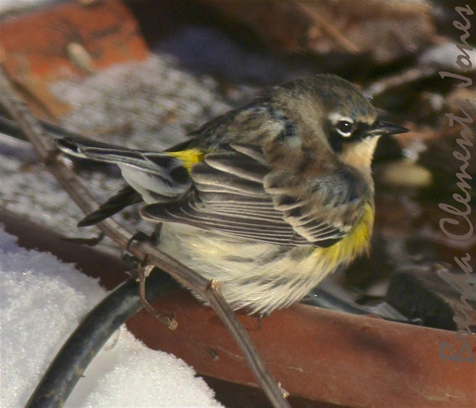 Yellow-rumped Warbler