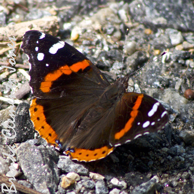 Red Admiral