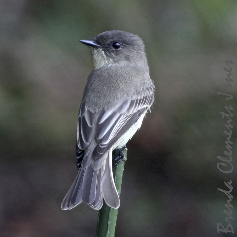 Eastern Phoebe