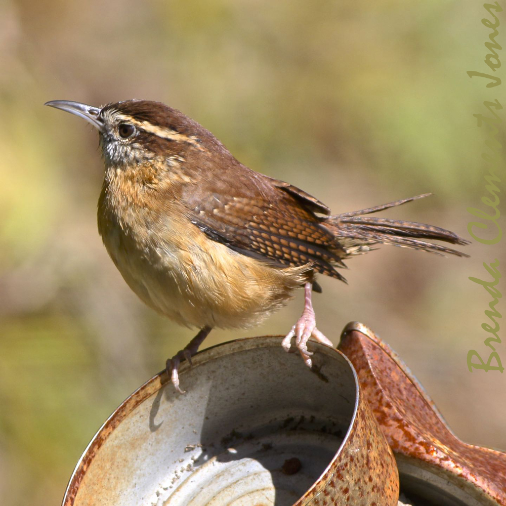 Carolina Wren