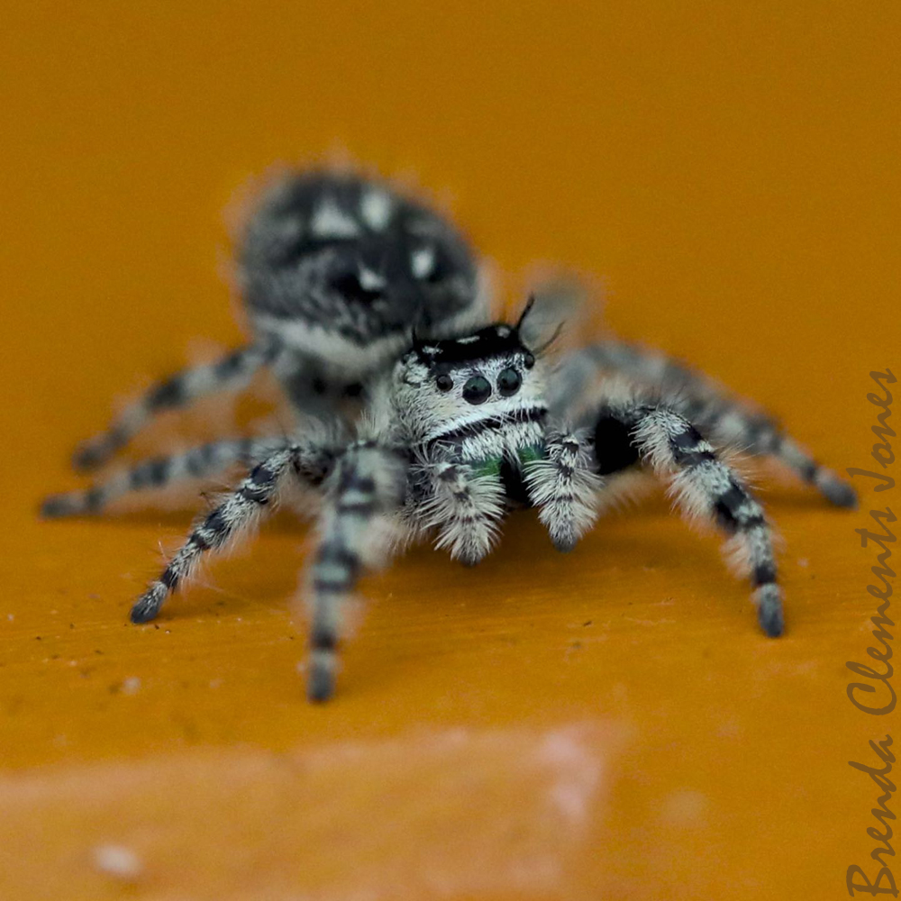 Cute Spider