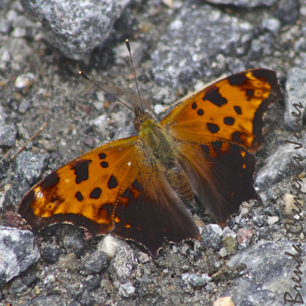 Eastern Comma