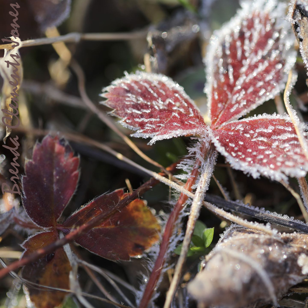 A Strawberry Leaf
