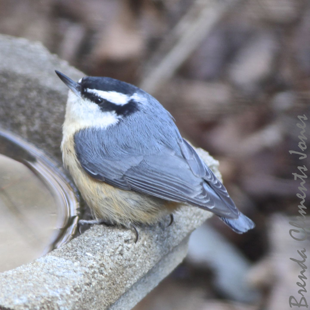 Red-breasted Nuthatch