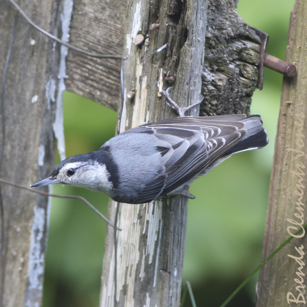 White-breasted Nuthatch