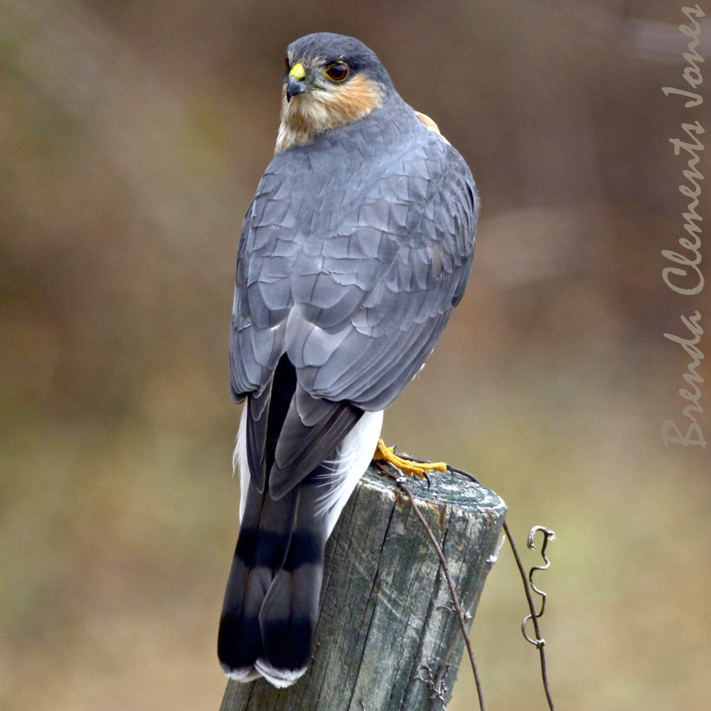Cooper’s Hawk