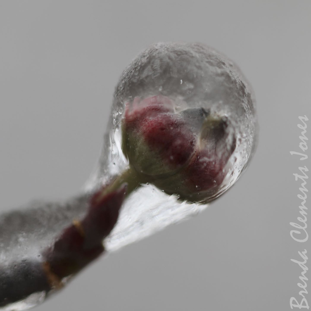 Dogwood Buds In Ice