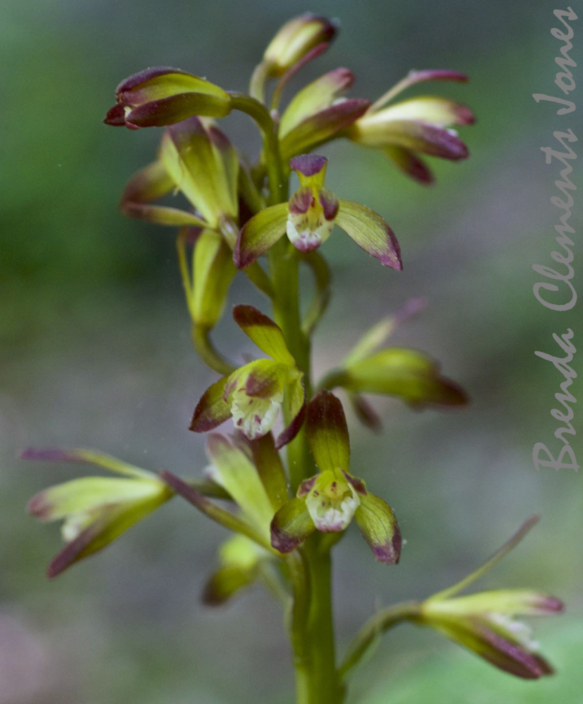 Putty Root Orchid