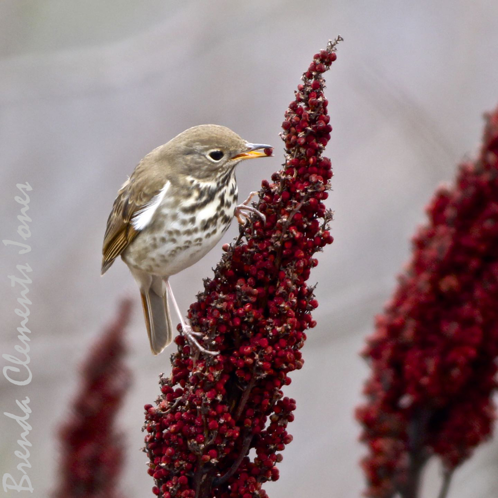 Hermit Thrush