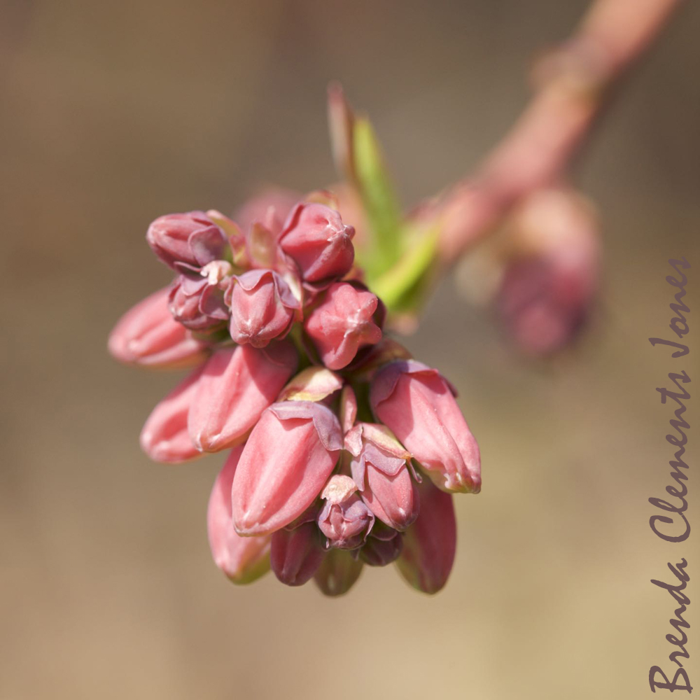 In Praise of Blueberries
