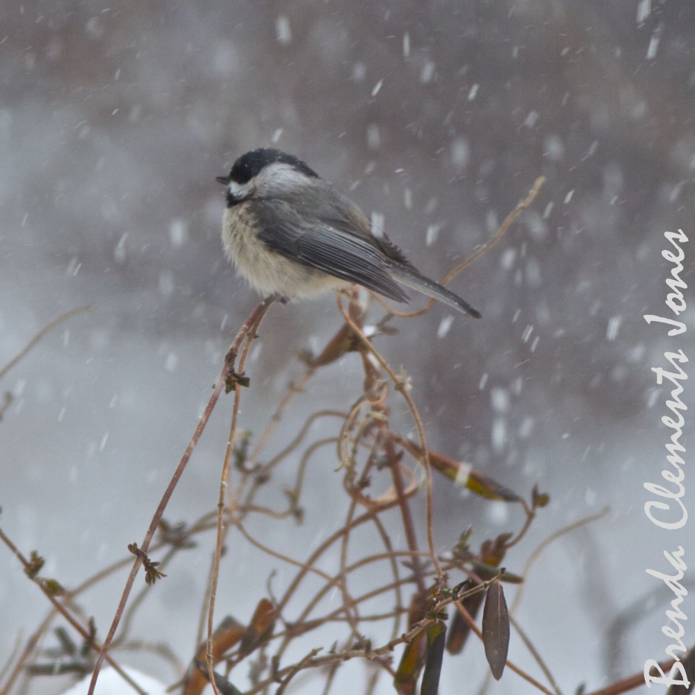 Which Chickadee?