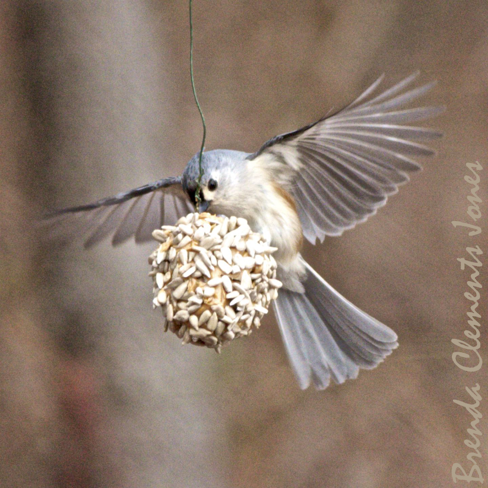 Tufted Titmouse Ballet