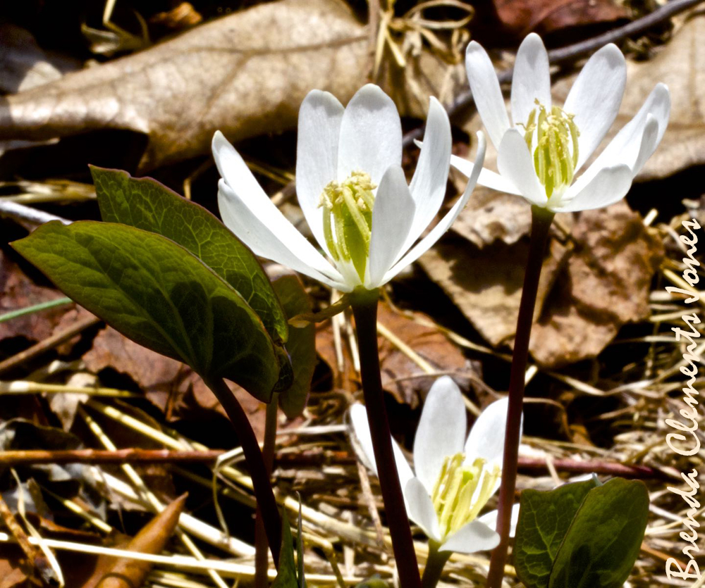 Jeffersonia or Twinleaf