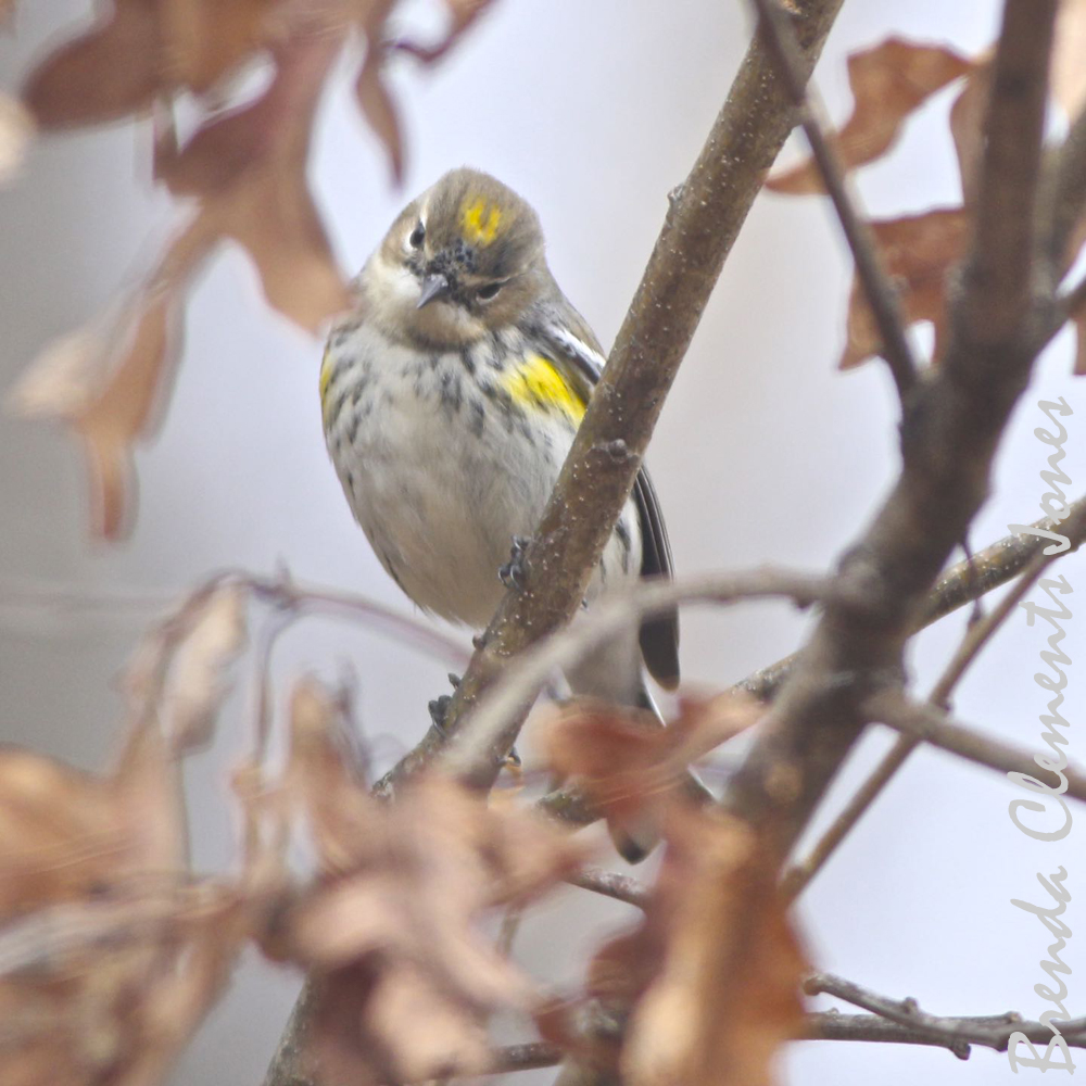 Yellow-rumped Warblers