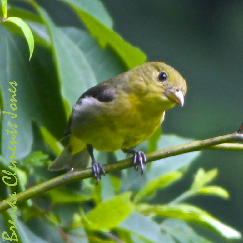 Scarlet Tanager and Things to Come