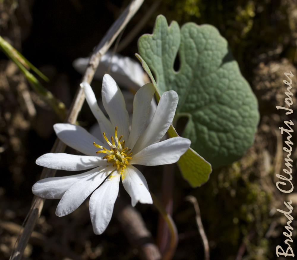 Bloodroot