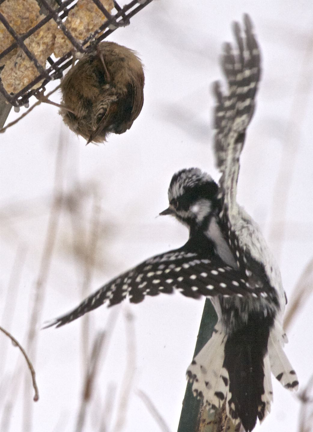 Downy Woodpecker and Hierarchy