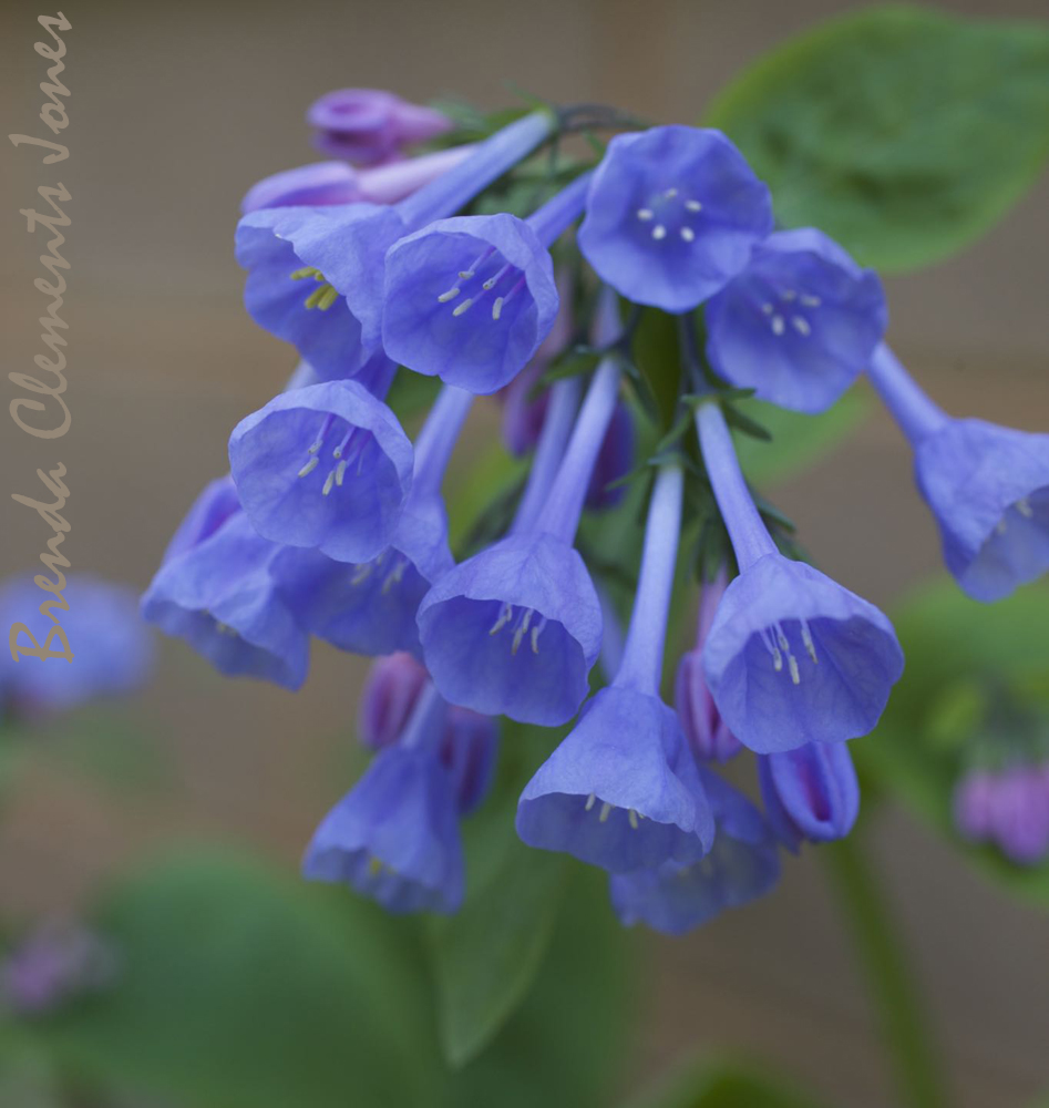 Virginia Bluebells