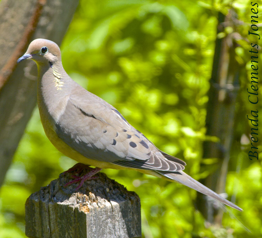 Mourning Dove