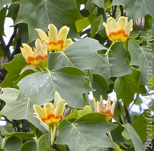 Tulip Poplar