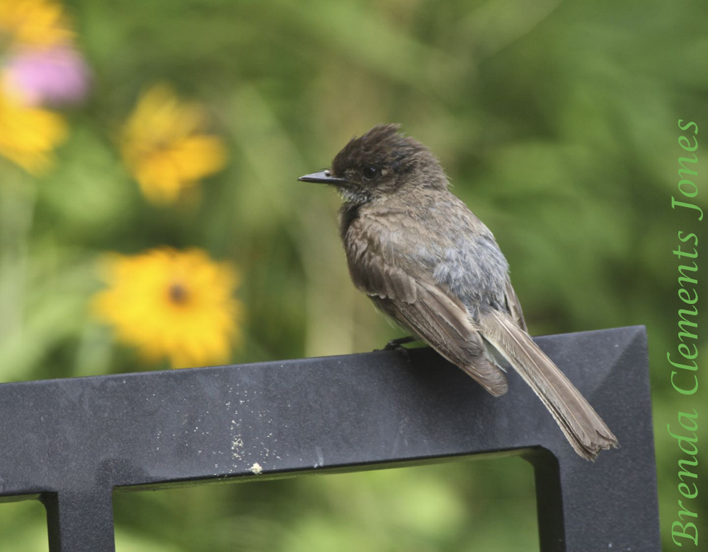 More Eastern Phoebes