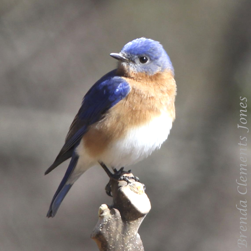 Eastern Bluebirds