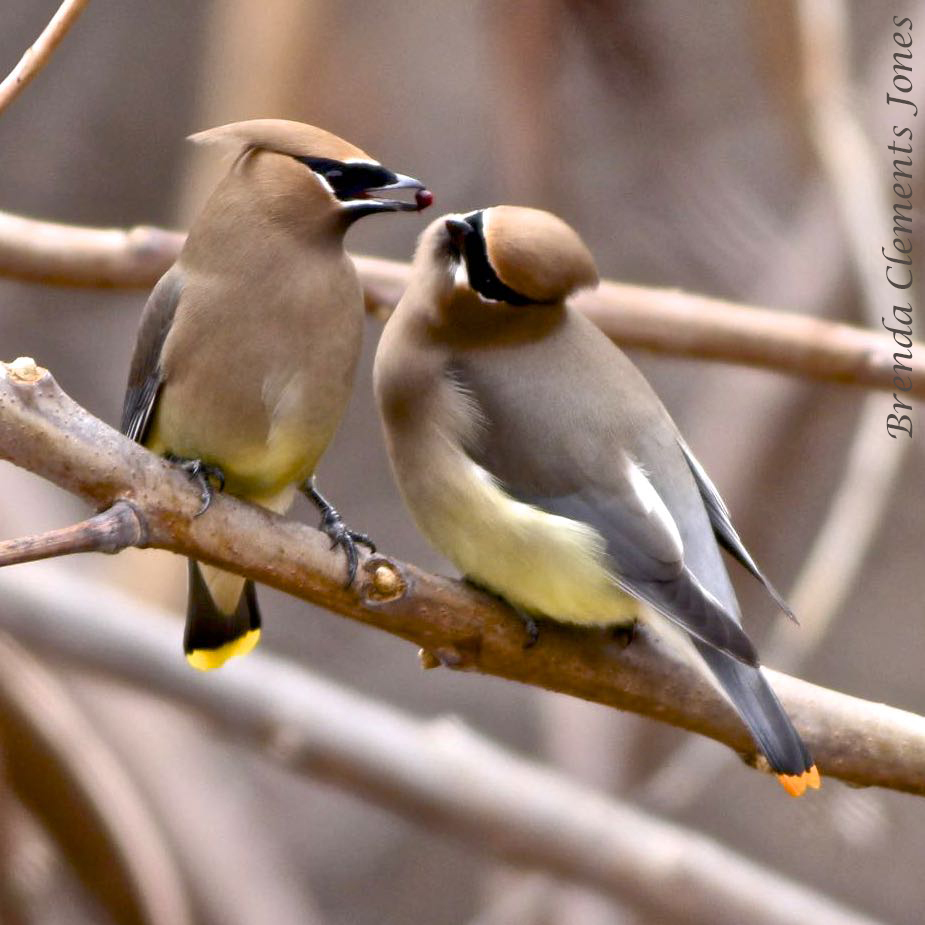 Cedar Waxwings