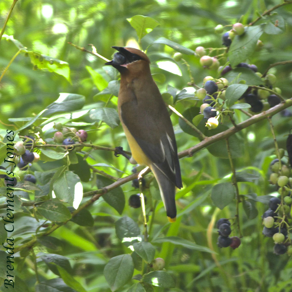 Cedar Waxwings, Part 2