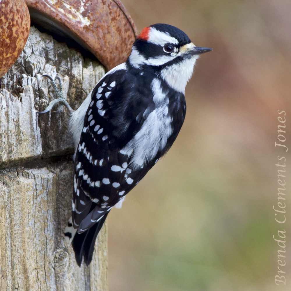 Downy Woodpecker