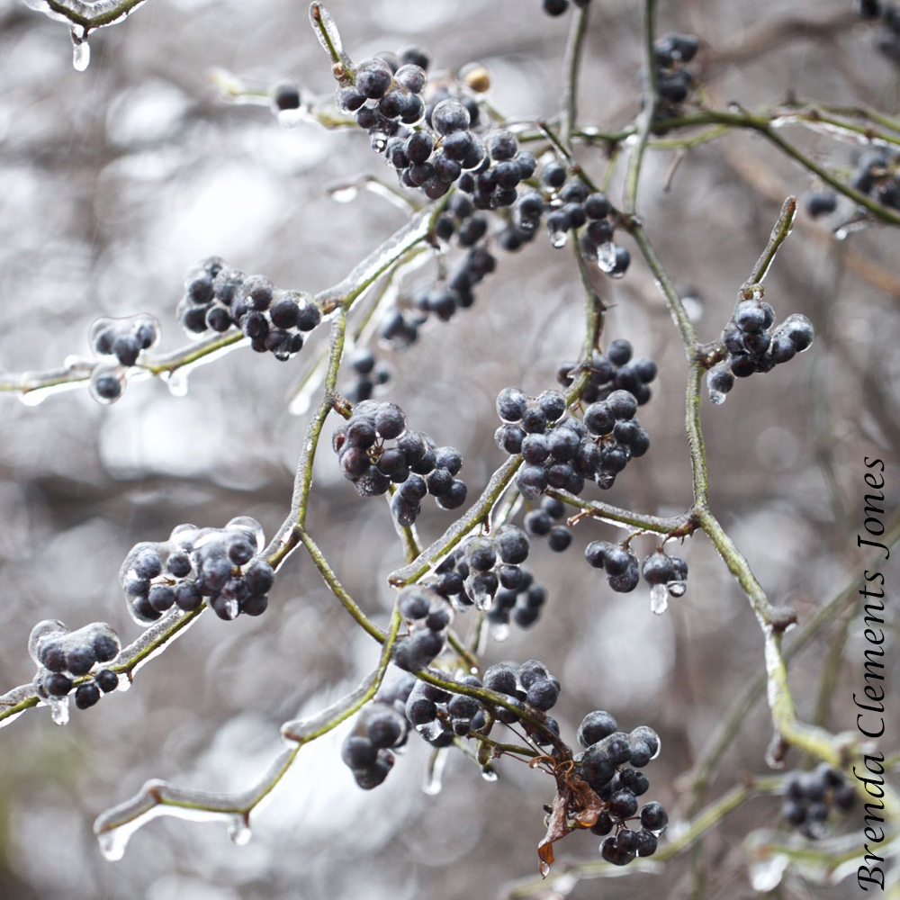 Greenbrier, and Catbrier