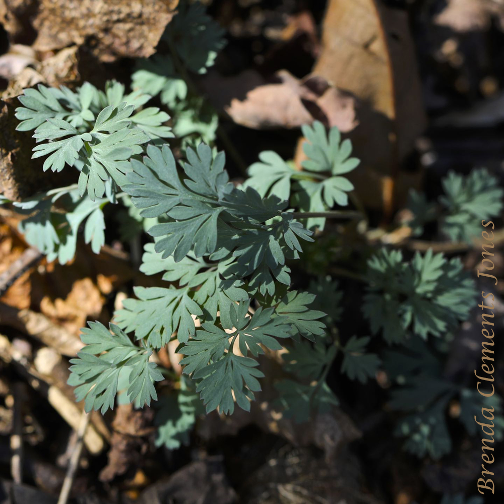 Corydalis flavula Revisited