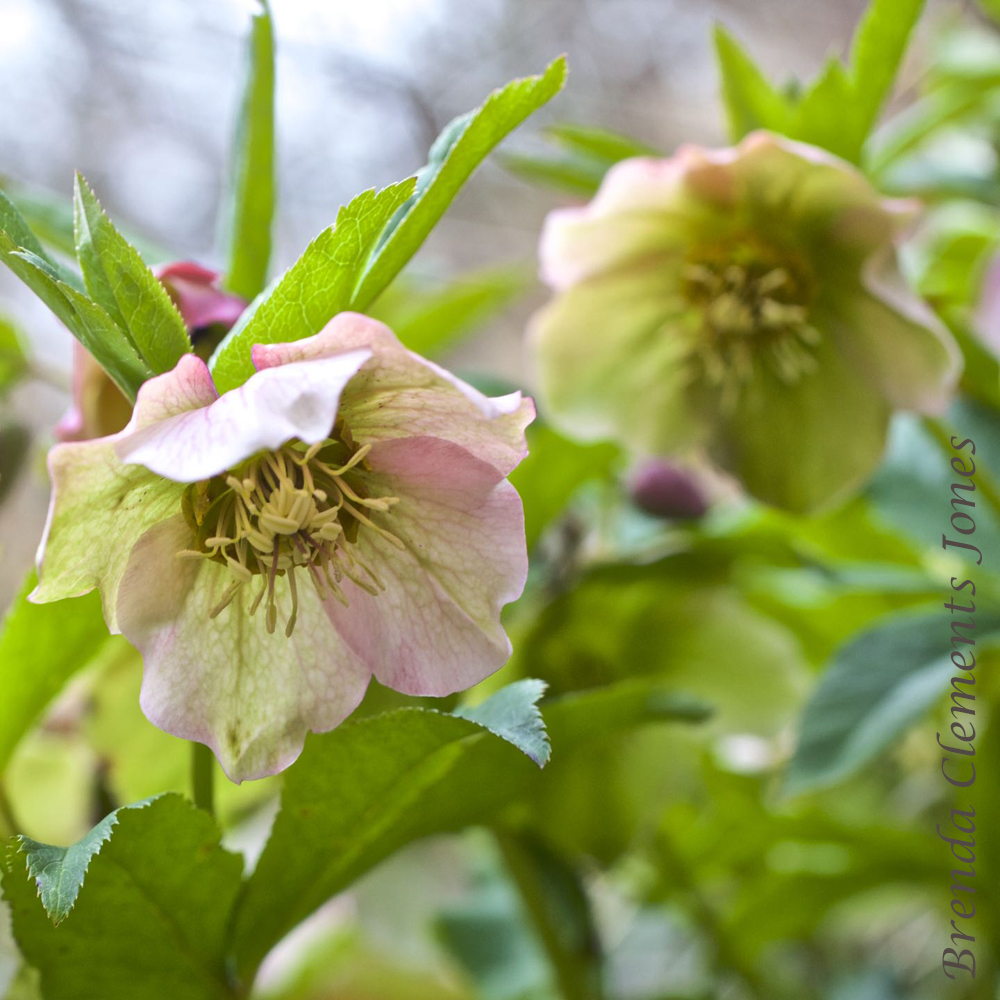 Hellebores (Hello Boris!)