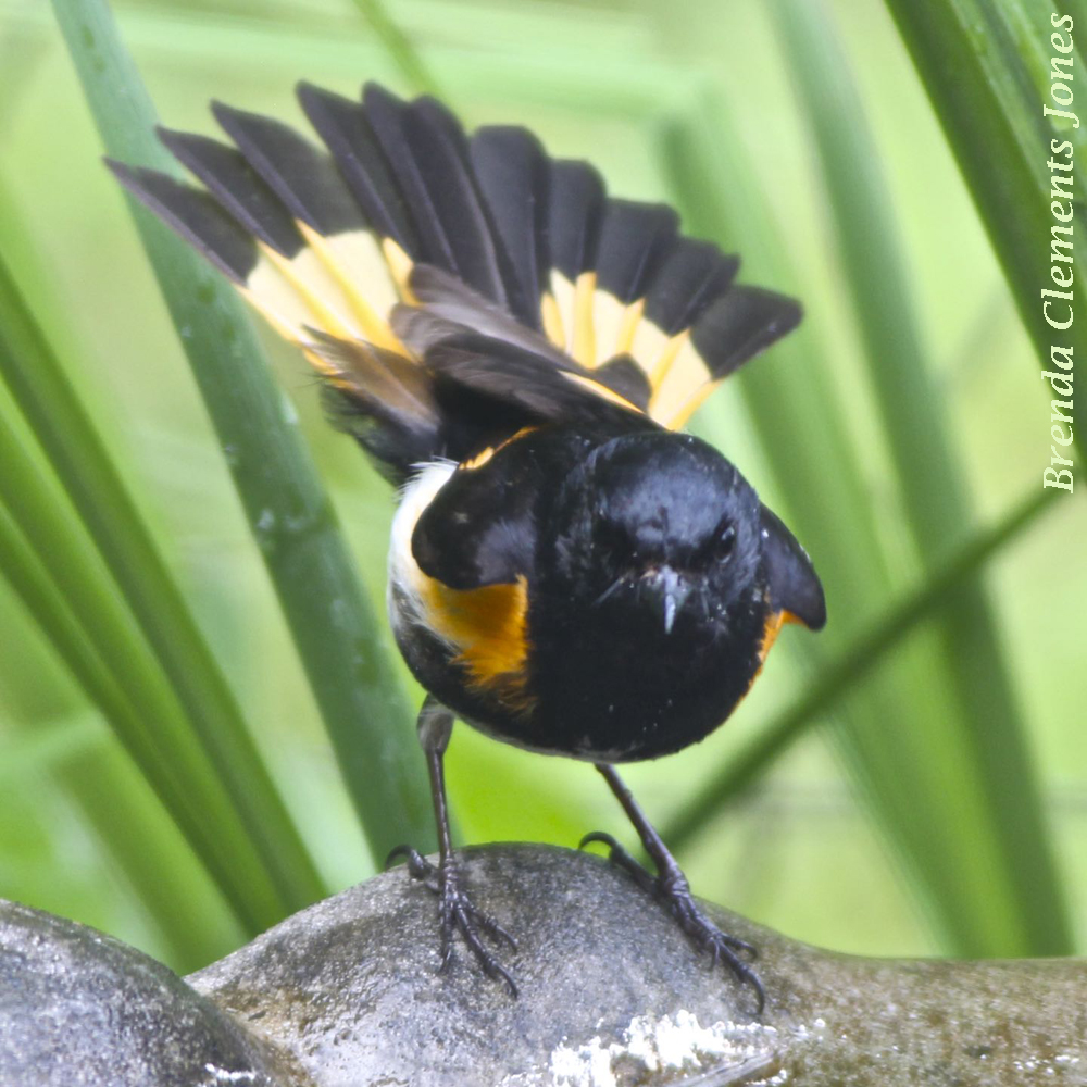 American Redstart