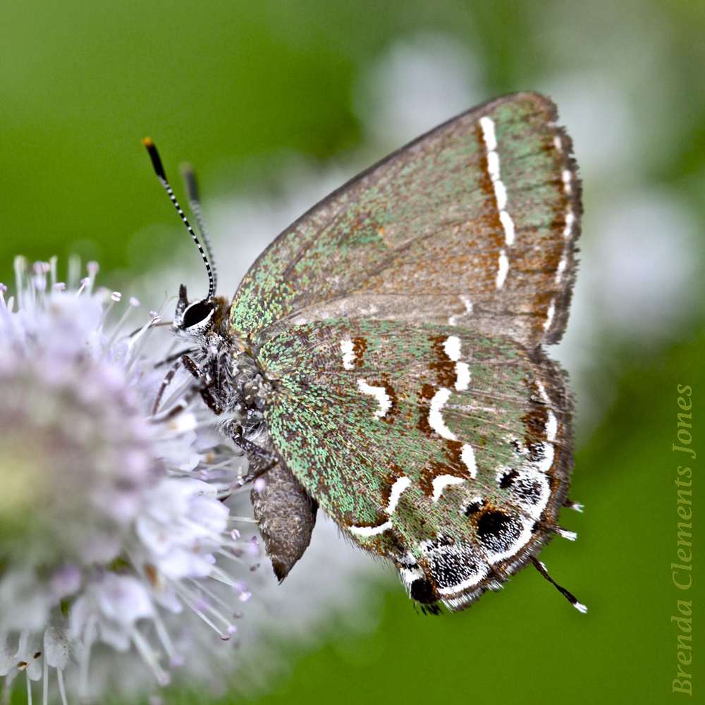 Juniper Hairstreak