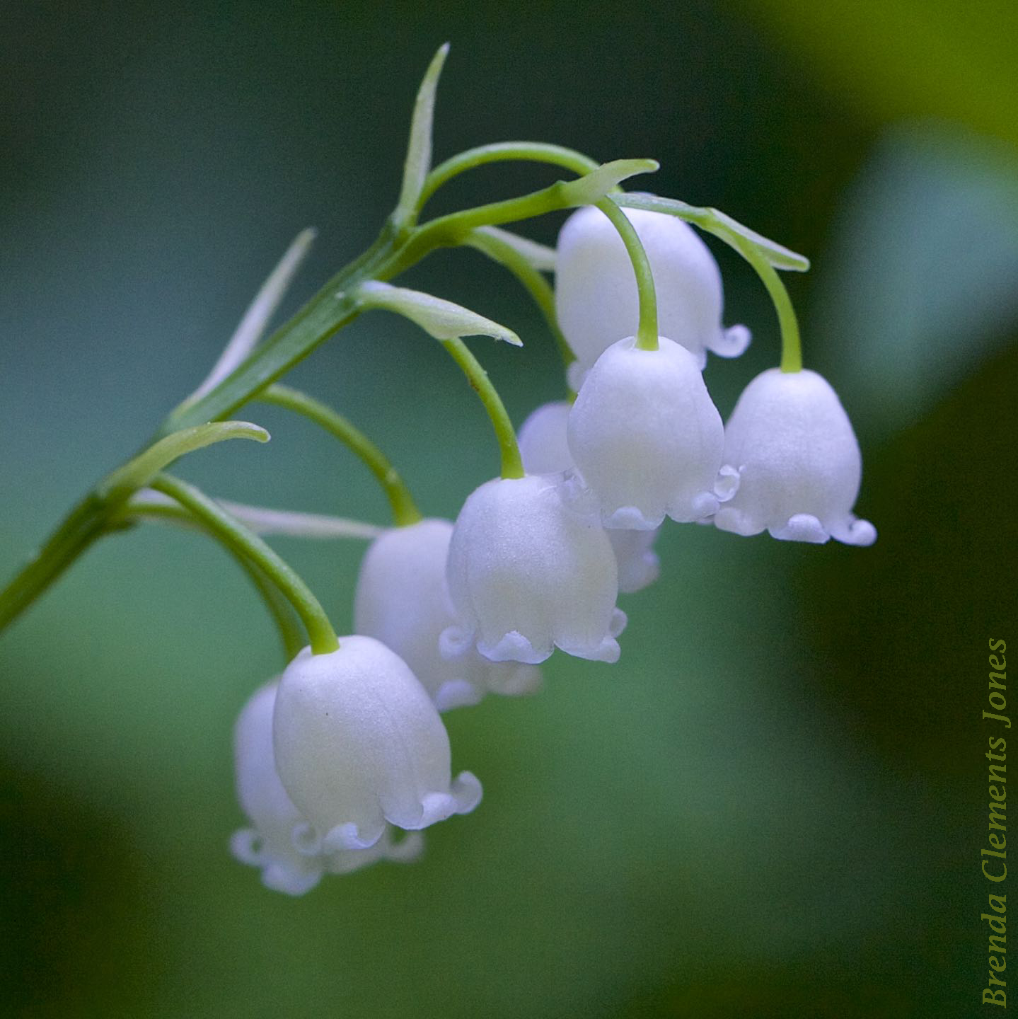 American Lily of the Valley