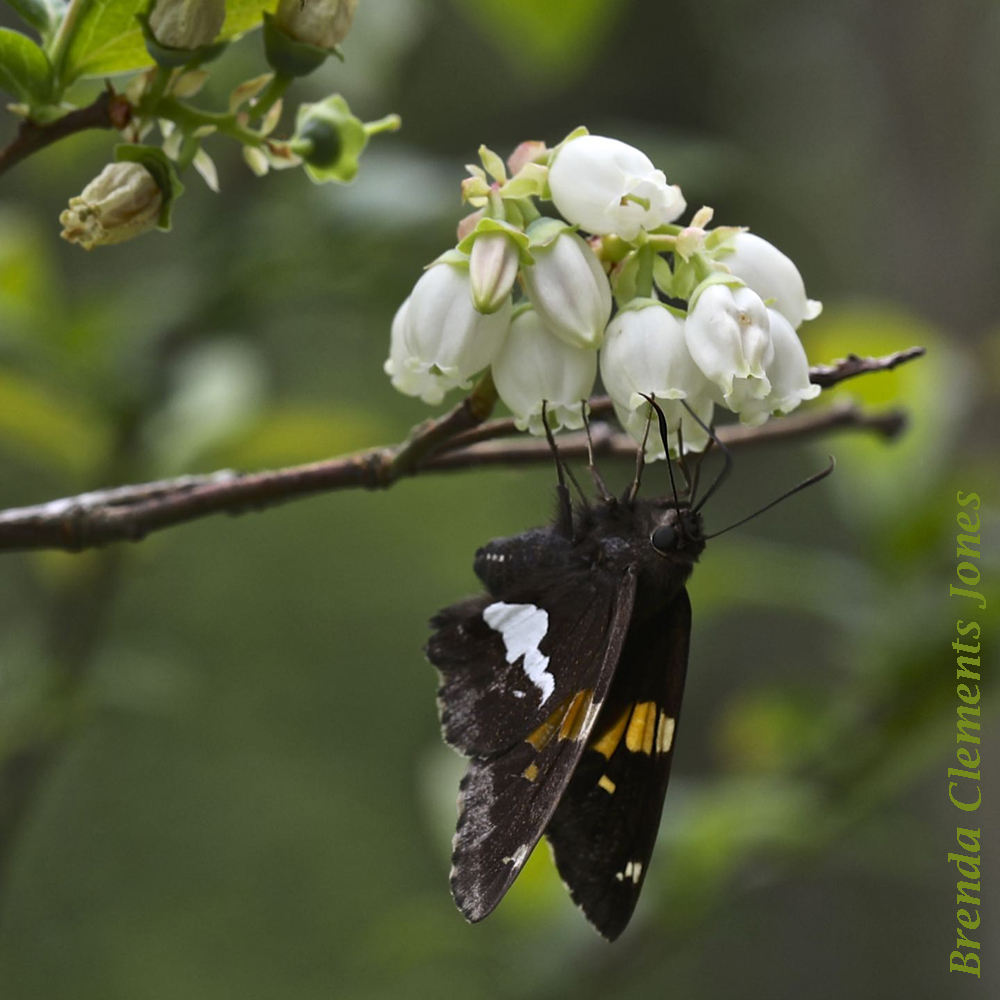 Silver-spotted Skipper