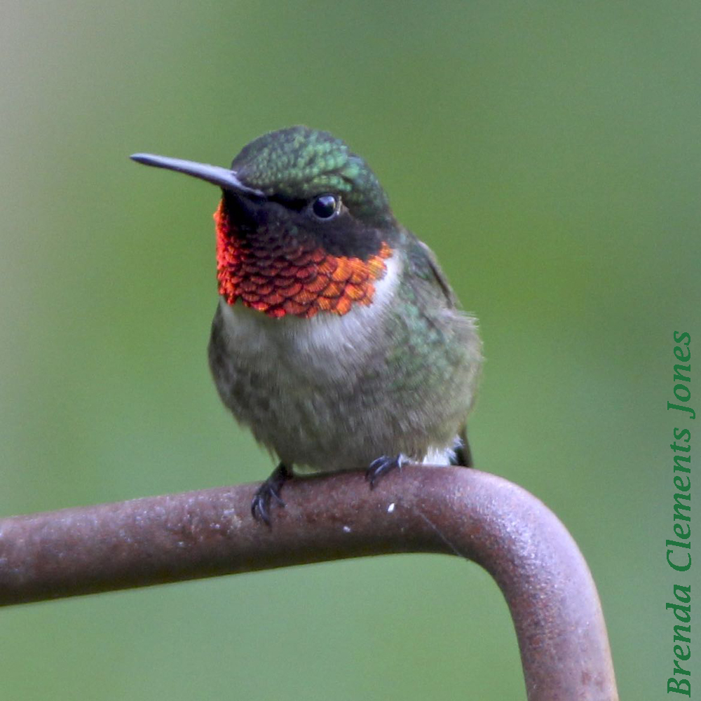 Ruby-throated Hummingbirds