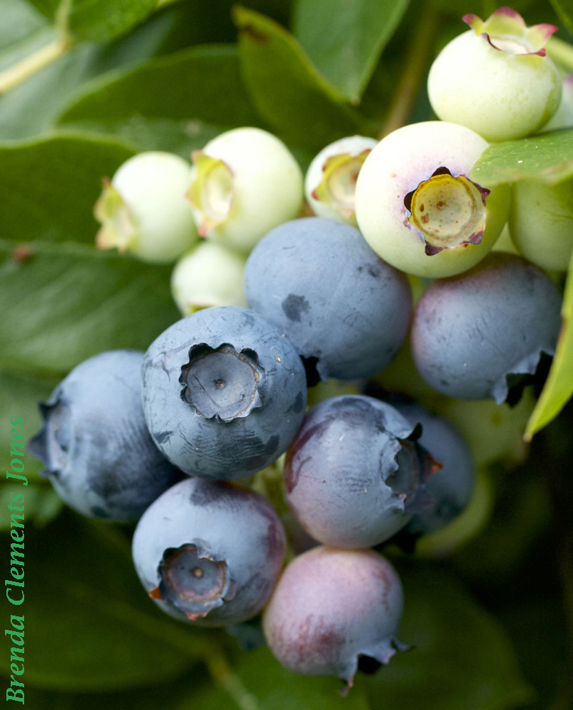 Blueberries