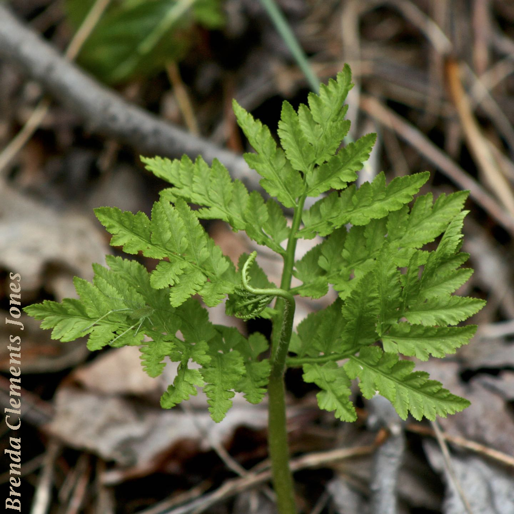 Rattlesnake Fern