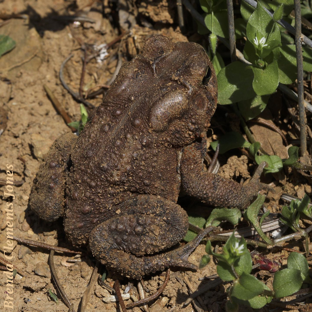 American Toad